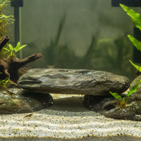 Natural River Rock Aquarium Landscape Stone for Fish Tank Decoration