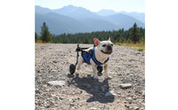 Easy to Walk Adjustable Dog Wheelchair Lightweight Dog Rehab Wheelchair Stable Frame Hind Leg Support Carriage Breathable Mesh Harness for Disabled Dogs, Rehabilitation, Mobility Assistance, Post Surgery