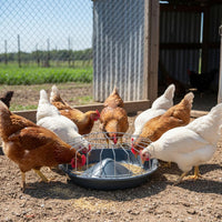 Sturdy Construction Anti-Waste Poultry Feeder Heavy-Duty Anti-Spreading Feed Basin Thickened Material for Homesteaders, Backyard, Outdoor