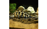 Skeletal Aquarium Dragon Skeleton Resin Dragon Skeleton Ornament Small-Scale Aquarium Skull Statue Irregular Base