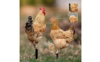 2 Pieces Chicken Silhouettes with Ground Stakes Acrylic Chicken Garden Stake Animal-Themed Outdoor Decorations Black