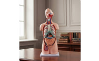 Human Physiological Model 85 Cm Physiological Model with Base Educational for Educators, Teachers, Classroom, Biology Lab, School