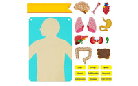 22 Pieces DIY Learning Organ Placement Busy Board Interactive Play Human Body Activity Set Early Education Human Structure Cognitive Chart 3D Organs for Homeschooling