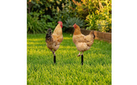 2 Pieces Chicken Silhouettes with Ground Stakes Acrylic Chicken Garden Stake Animal-Themed Outdoor Decorations Black