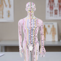 Acupressure Model Accurate Acupressure Model with Stand Meridian Mannequin for Acupuncturists, Teachers, Classroom, Professional Office