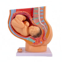 Uterus Model with Fetus Mounted Structural Gestation Model Realistic for Teachers