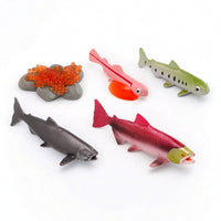 5 Pieces Early Learning Life Cycle Figures with Display Card Educational Animal Growth Cycle Models Interactive Animal Figures Hands-on for Homeschooling