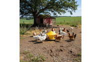 Weight-Activated Chicken Feeder Rainproof Automatic Fowl Feeding Bucket Anti-Roost Cone Round Fowl Feed Trough for HomesteadersRange, Backyard