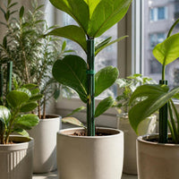 Plant Support Stakes for Climbing Plants and Potted Flowers