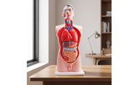 Human Physiological Model 85 Cm Physiological Model with Base Educational for Educators, Teachers, Classroom, Biology Lab, School