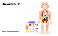 Removable Organs DIY Human Organ Model Early Learning DIY Human Body Assembly Kit Articulated Joints for Students, Homeschooling, Classroom