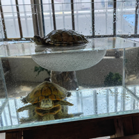 Turtle Land, Sunbathing Floating Island, Ceramic, 16cm, Suction Cup Type, For Aquarium Reptiles & Amphibians, Comfortable Layout