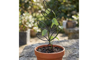 Decorative Potted Plant Trellis Indoor Metal Plant Trellis Rust-Resistant Hardware Lightweight