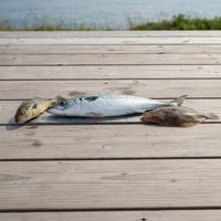Easy to Install Catch Ruler with Adhesive Backing EVA Foam Catch Ruler Waterproof Large Numbers for Fishermen, Anglers, Boats, Kayaks