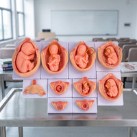 10 Pieces Fetal Development Process Model Structural Fetal Development Model Realistic for Teachers