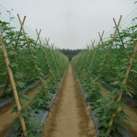 Plant Climbing Net for Beans, Loofah, Bitter Gourd, Cucumber, Passion Fruit, and Other Vine Plants, Agricultural Trellis Netting