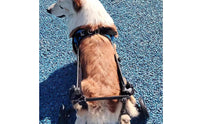 Breathable Dog Assistance Vest Adjustable Dog Support Vest Long-Lasting Mobility Harness Stable for Elderly Dogs, Disabled Pets