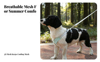 Dog Harness and Leash Set Sturdy Breathable Mesh Dog Harness Lightweight for Daily Use, Training, Night Walks