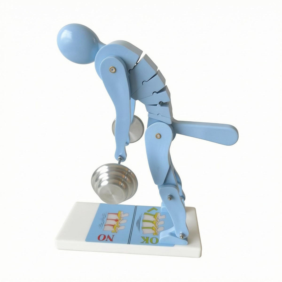 Movable Joints Spine Example ABS Material Lifting Posture Model Blue Support Example Segmented