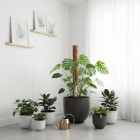Sturdy PVC Core Coconut Fiber Pole Extendable Design Coir Pole Decay Resistant Coconut Fiber Stake Promotes Healthy Growth for Indoor, Balcony