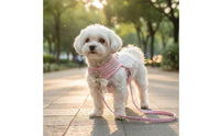 Harness and Leash Set Adjustable Chest Strap Breathable Dog Harness for Small Dogs, Young Dogs, Outdoor, Walking