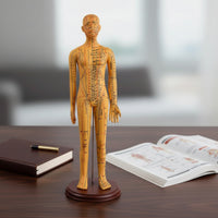 Acupressure Model Accurate Acupressure Model with Stand Meridian Mannequin for Acupuncturists, Teachers, Classroom, Professional Office
