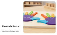 Finger Counting Board Early Development Finger and Toe Learning Puzzle Develops Fine Motor Skills Color and Number Puzzle for Classroom, Homeschooling