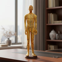 Human Acupressure Model Detailed Human Body Acupressure Model Freestanding Meridian Teaching Figure for Students, Classroom