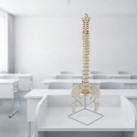 Human Skeleton Model with Stand Detailed Structural Skeleton with Nerves Scientifically Accurate Spine Model for Chiropractors, Teachers