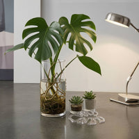 Monstera Support Easy to Use Monstera Pole Extendable Plant Climbing Pole for Potted Plants, Indoor