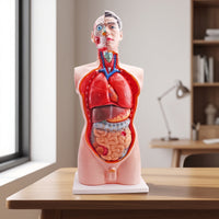 Human Physiological Model 85 Cm Physiological Model with Base Educational for Educators, Teachers, Classroom, Biology Lab, School