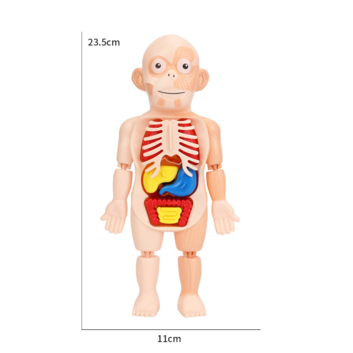 Removable Organs DIY Human Organ Model Early Learning DIY Human Body Assembly Kit Articulated Joints for Students, Homeschooling, Classroom