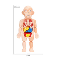Removable Organs DIY Human Organ Model Early Learning DIY Human Body Assembly Kit Articulated Joints for Students, Homeschooling, Classroom