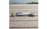 Easy to Install Catch Ruler with Adhesive Backing EVA Foam Catch Ruler Waterproof Large Numbers for Fishermen, Anglers, Boats, Kayaks