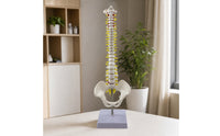 Spine Model with Spinal Nerves Detailed Spine Model with Sacrum Detailed for Professional Study Area