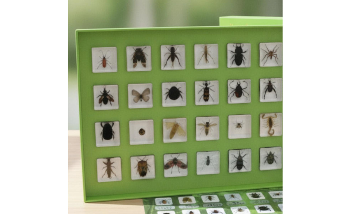 Presentation Box with Specimens Embedded Specimen Collection Clear-Window Science Kit for Students, Teachers, Classroom, Homeschool