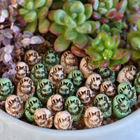 20 Pieces Top Dressing Vintage-Look Mini Dragon Figurine Double Hued Garden Decor