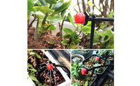 25m Automatic Plant Watering System Schedulable Timer Automatic Plant Watering System Mini Trickle Irrigation Kit for Greenhouse