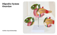 Pancreas Pathology Model Gallbladder Pathology Model Gallstones