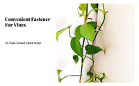 Easy Installation foliageShaped Climbing Plant fastener Tidy Organization foliageShaped fastener Space Saving climbing plant holder unobtrusive Design for Indoor Gardeners, Renters, Home Decorators, Indoors, Living Room, Bedroom, Outdoor