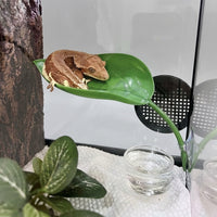 2 Pack Suction Cup Leaf Basking Perch for Geckos and Tree Frogs, Water-Resistant Climbing Surface, Smooth Hide for Glass Enclosure
