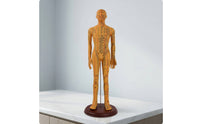 Human Acupoint Insertion Model with Meridian Points Full-Body Acupoint Insertion Model with Acupoints and Meridians Soft-Surface for Students