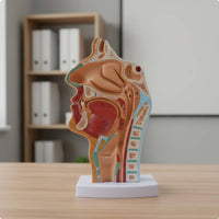 Highly Realistic Human Head Sagittal Section Model Numbered Parts Oral Pharynx Larynx Model Odorless PVC Material for Teachers, Classroom