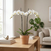 Dyed Waxed Bamboo Sticks Plant Support Stakes for Orchids and Floral Arrangements