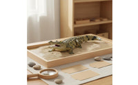 Hand-Painted Crocodile Model Reptile Growth Cycle Toy for Classroom