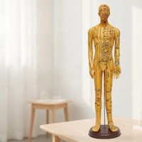 Human Acupressure Model Detailed Human Body Acupressure Model Freestanding Meridian Teaching Figure for Students, Classroom
