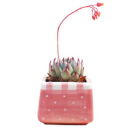 Hand-Painted Pink Square Succulent Planter Pot