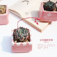 Hand-Painted Pink Square Succulent Planter Pot