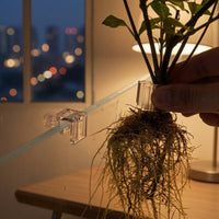 6 Pieces Aquarium Planter Clear Aquarium Plant Clip Hydroponic Support Clip with Screws Transparent for Aquarists, Aquariums