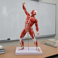 Tendon-Style Detailing Full-Body Muscle Model 50 Cm Human Muscle Anatomy Model Rectangular Base Teaching Aid Vertical Support Rod for Classroom